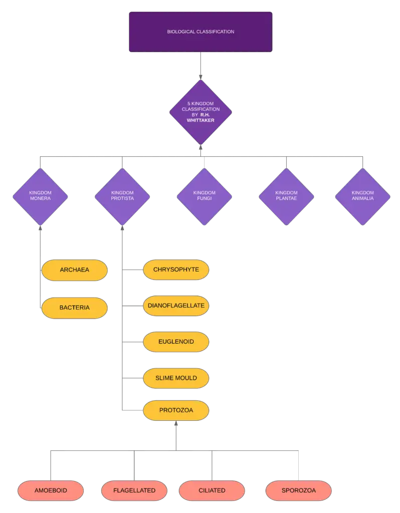 Flow chart of 5 Kingdom Classification system by R.H. Whittaker (1969). Here, the Kingdom Kingdom Monera is further sub-divided into Archaea and Bacteria. And, Kingdom Protista is divided into Sub-Kingdom Protozoa which is further sub-divided into Amoeboid, Flagellated, Ciliated, and Sporozoans.