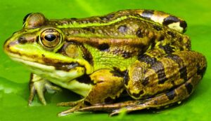 Difference between Forelimbs and Hindlimbs of Frog