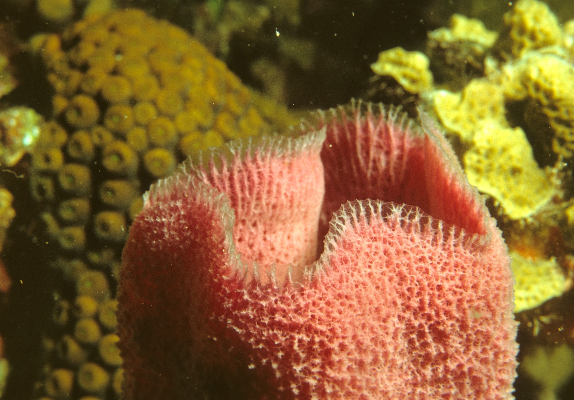 Are Sea Sponges Alive & Living? (Let's Know)