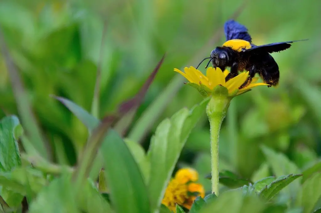 why-do-bees-pollinate-and-more-related-things-to-know