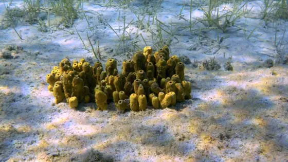 how far do sponges move around
