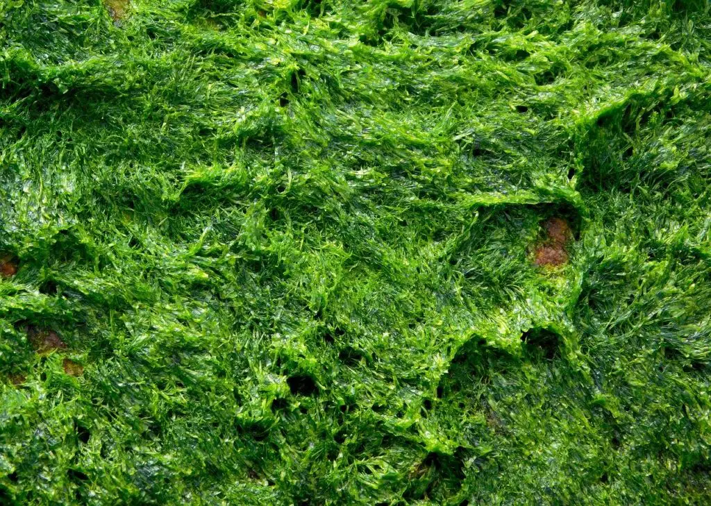 Algae (Seaweed)