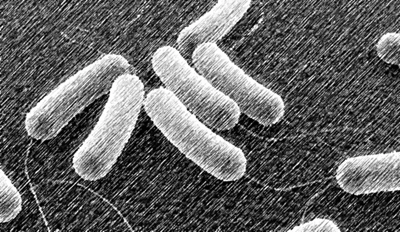 the-6-kingdom-classification-of-prokaryotes-and-eukaryotes