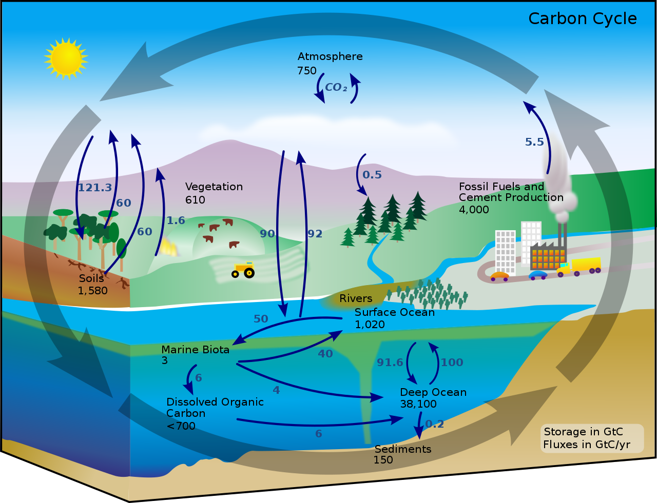 Is The Atmosphere a Carbon Sink or Source? - (ONLY ZOOLOGY)