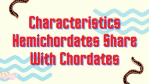 10 Characteristics That Hemichordates Share With Chordates