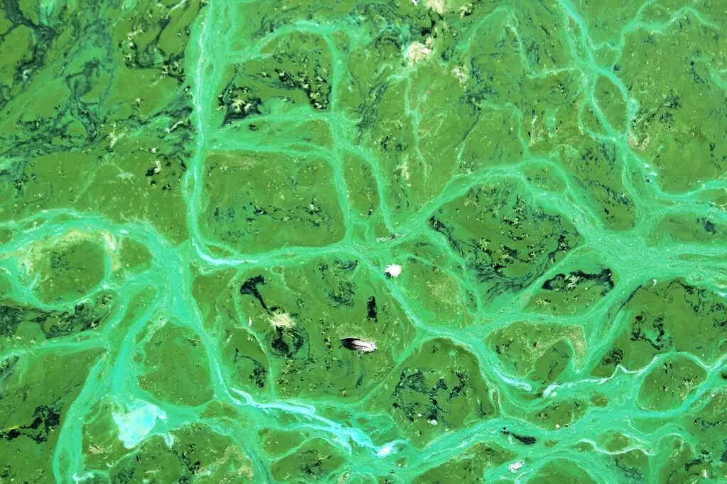 Cyanobacteria Cyanophyta Algae