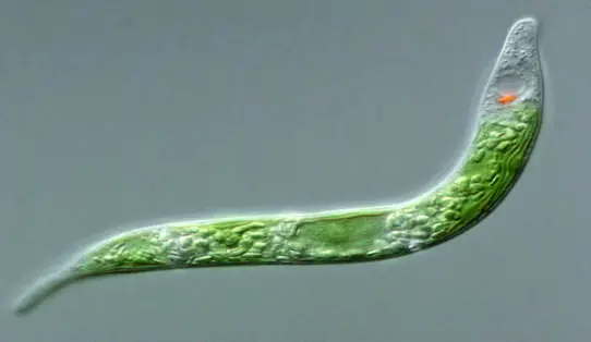 Euglena mutabilis