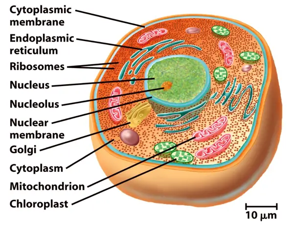 A Eukaryotic Cell