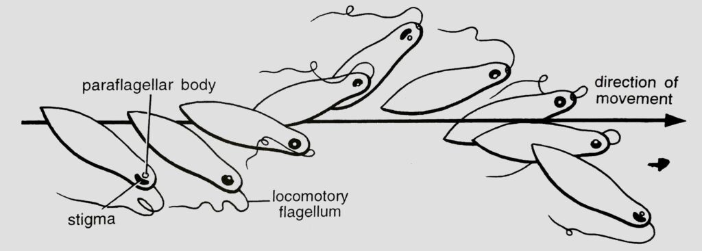 Euglena: Successive stages in the flagellar movement
