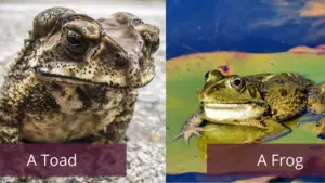 Which Is More Poisonous: Frog or Toad? – (With Comparison)