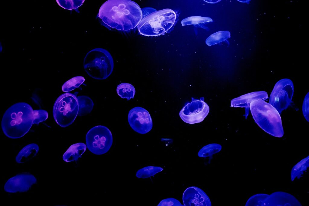 Glowing Jellyfish due to Bioluminescence