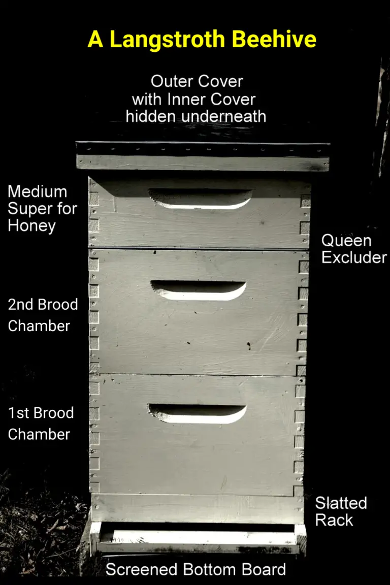 (Beehive Size Guide) - How Small Can A Beehive Be?