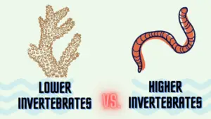 Difference Between Lower And Higher Invertebrates