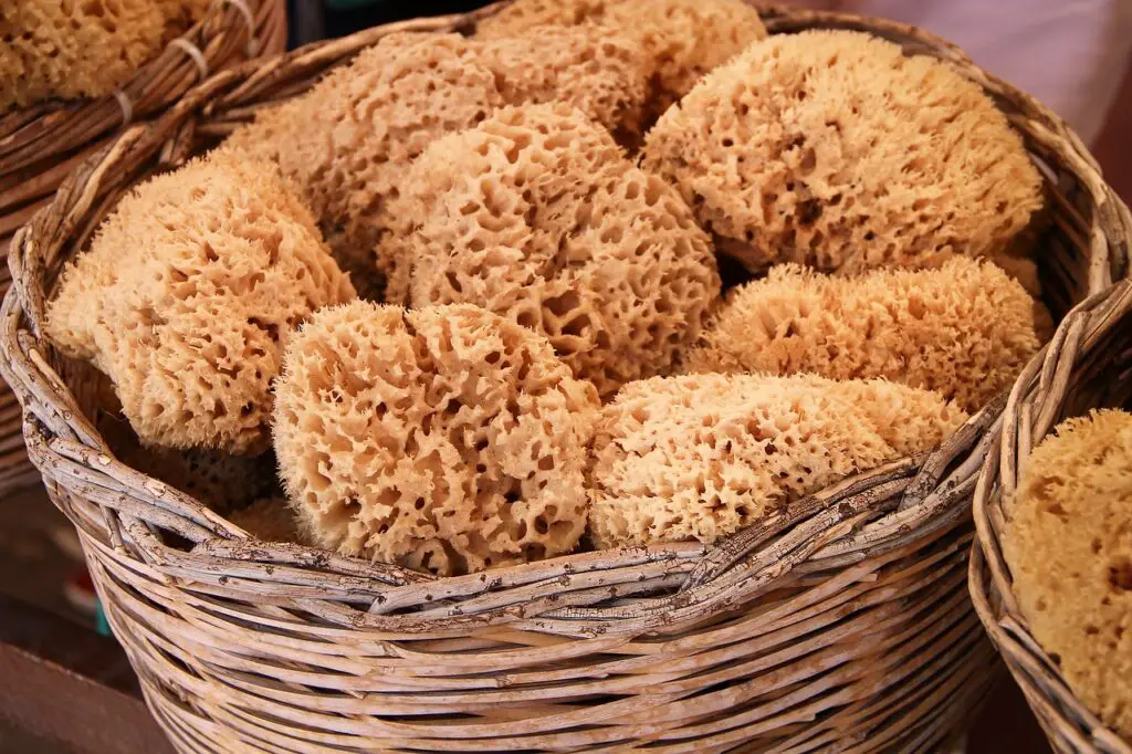 Natural Sea Sponges