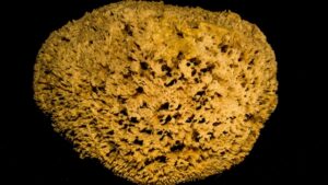 Biological, Economical, And Medicinal Importance of Sponges