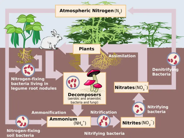 what-are-the-types-of-biological-nitrogen-fixation