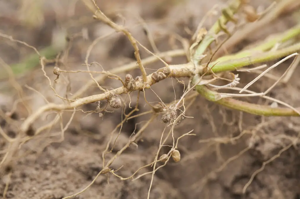 Nitrogen fixing nodules in the roots of legumes