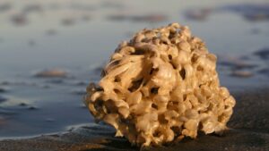 How Do Sea Sponges Help The Environment?