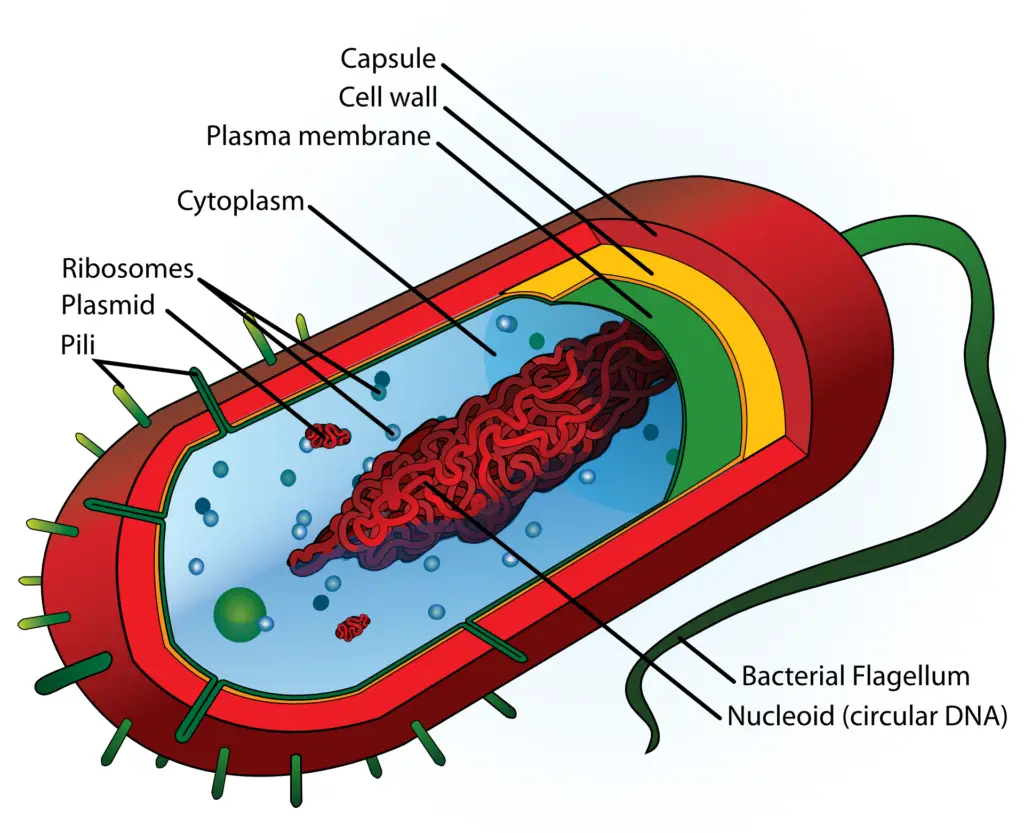 A Prokaryotic Cell