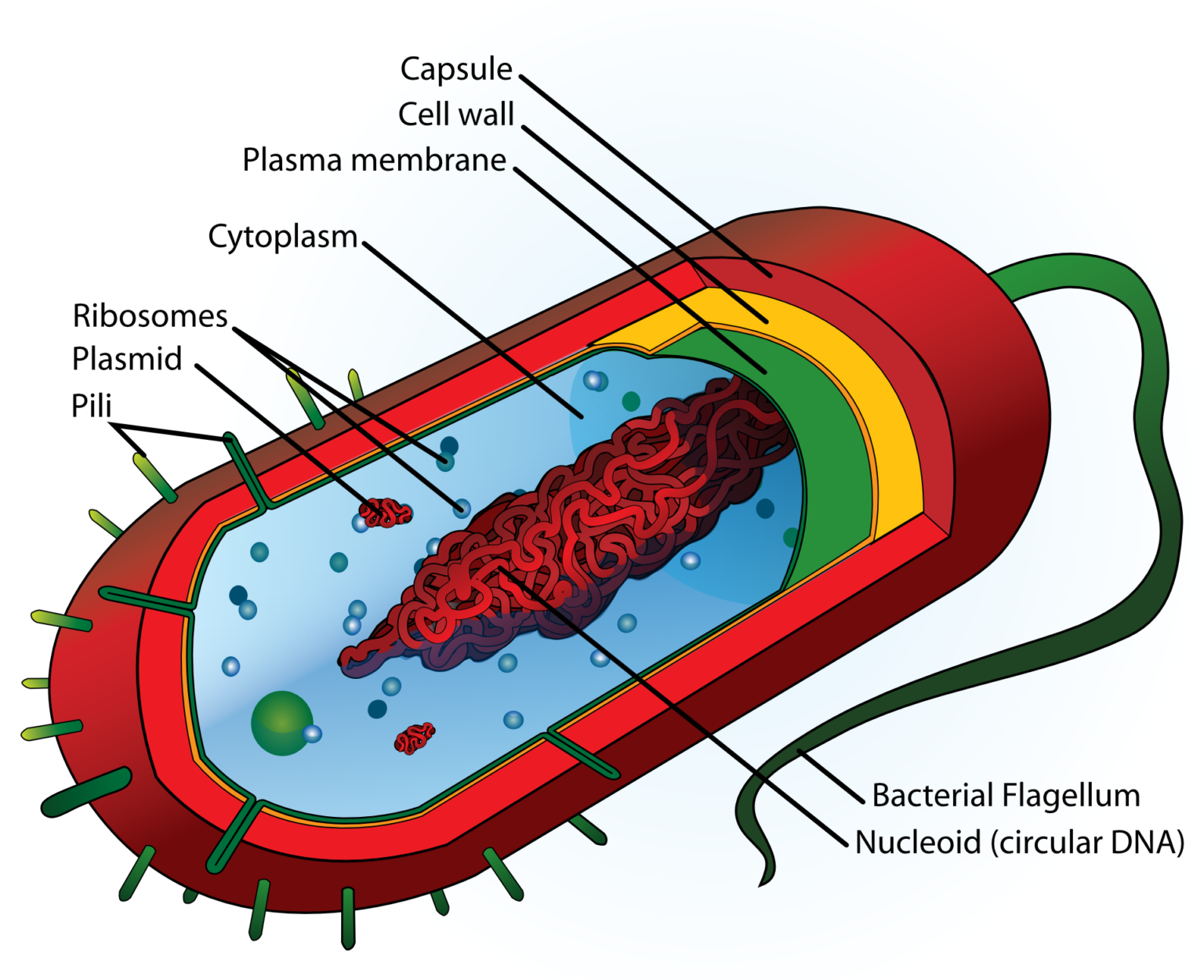 similarities-and-differences-between-prokaryotic-and-eukaryotic-cells