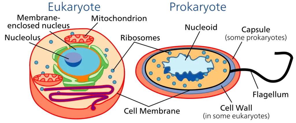 Prokaryotic & Eukaryotic Cells Comparison Diagram