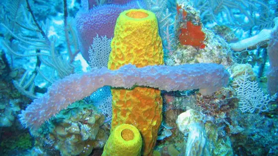 7+ Reasons Why Sponges Are Considered Animals