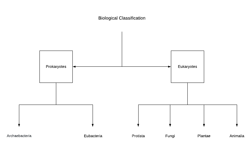 The 6 Kingdom Classification of Prokaryotes and Eukaryotes (In a Flow Chart)