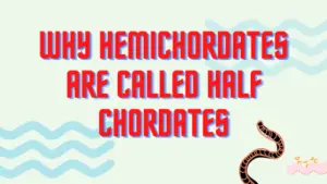 6 Reasons Why Hemichordates are called Half Chordates