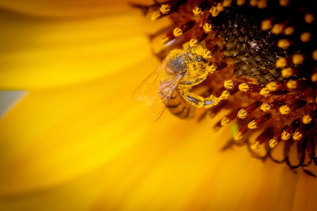 A honeybee sucking nectar from a flower and while doing so the yellow powdered pollen grains got attached to its body