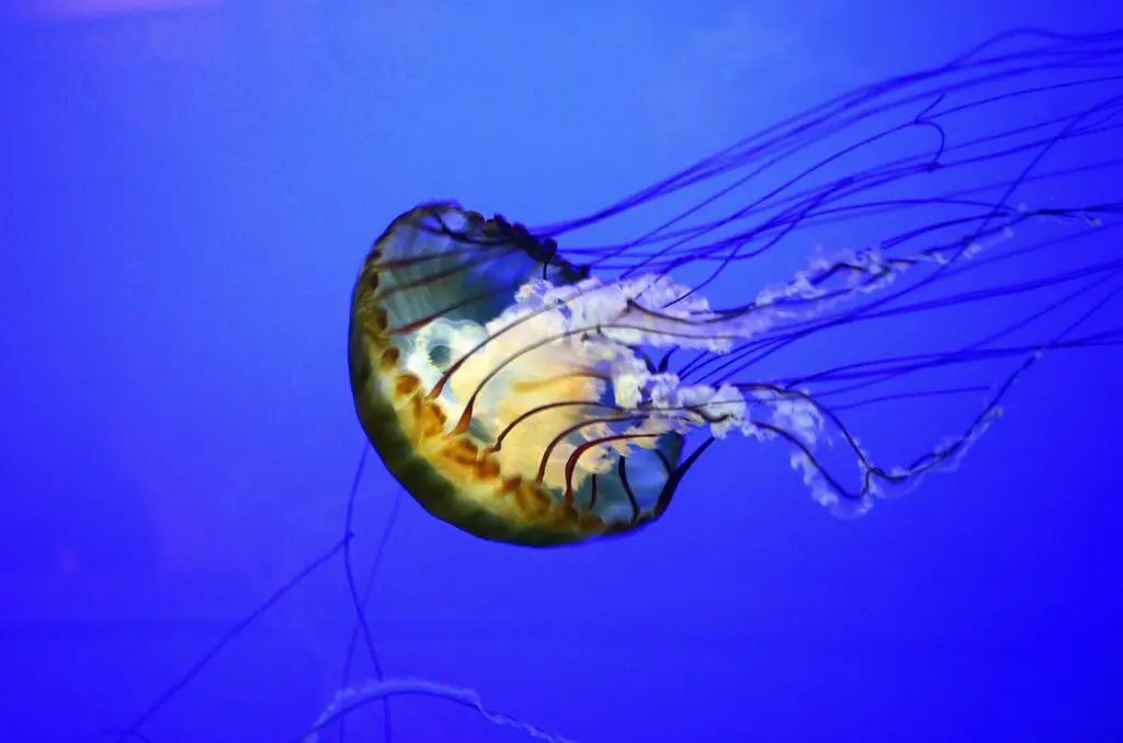 jelly fish