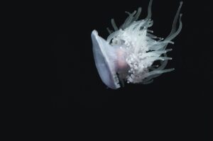 How do Jellyfish use Bioluminescence? What is its importance in Jellyfish?