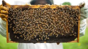 (Beehive Size Guide) – How Small Can A Beehive Be?