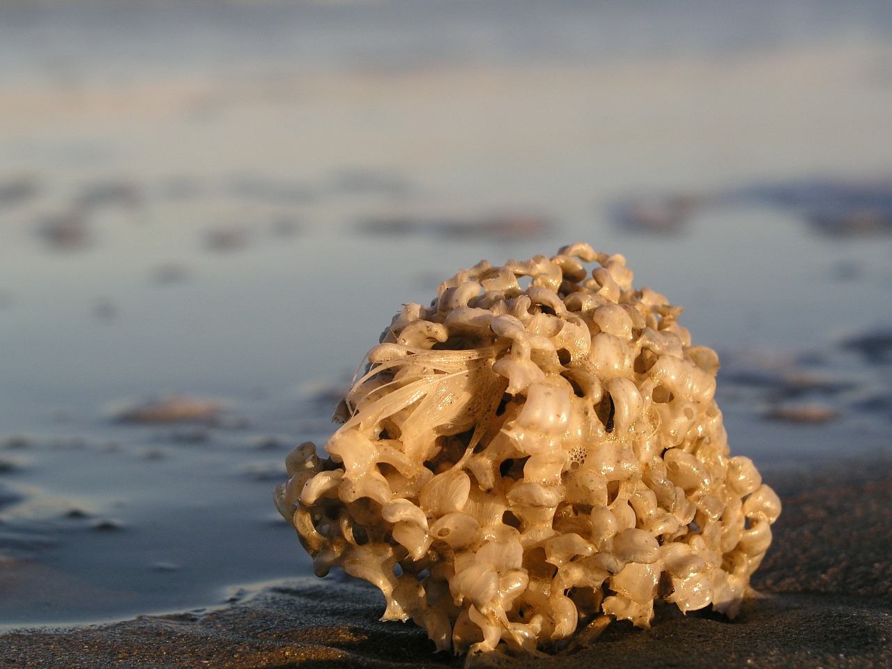 Are Sea Sponges Alive & Living? (Let's Know)