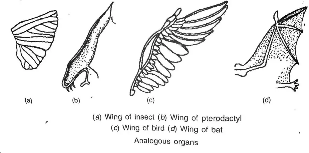 Analogous organs showing Convergent Evolution
