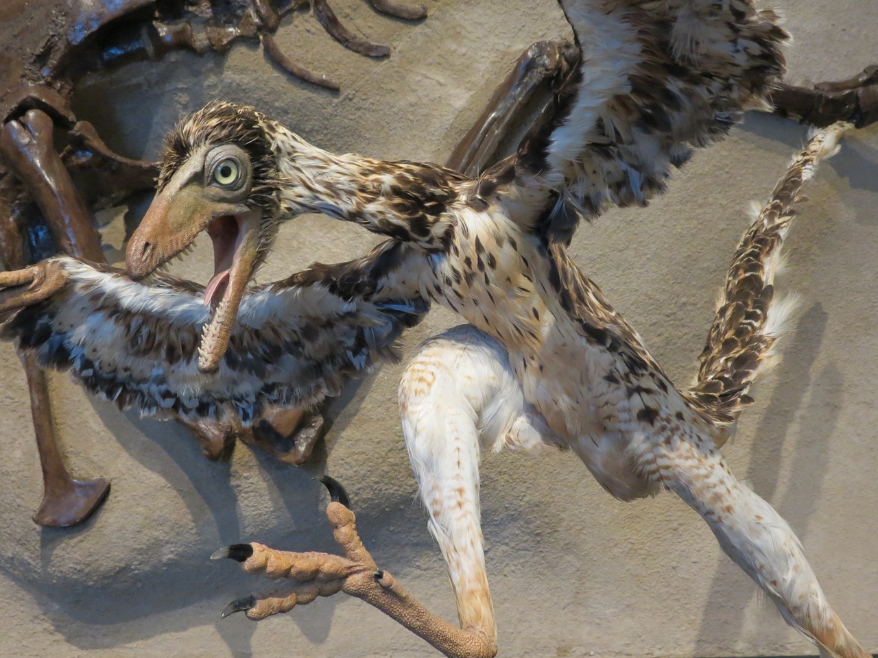 What Characteristics Of Archaeopteryx Tell Us That It Is A Link To Reptiles And Birds