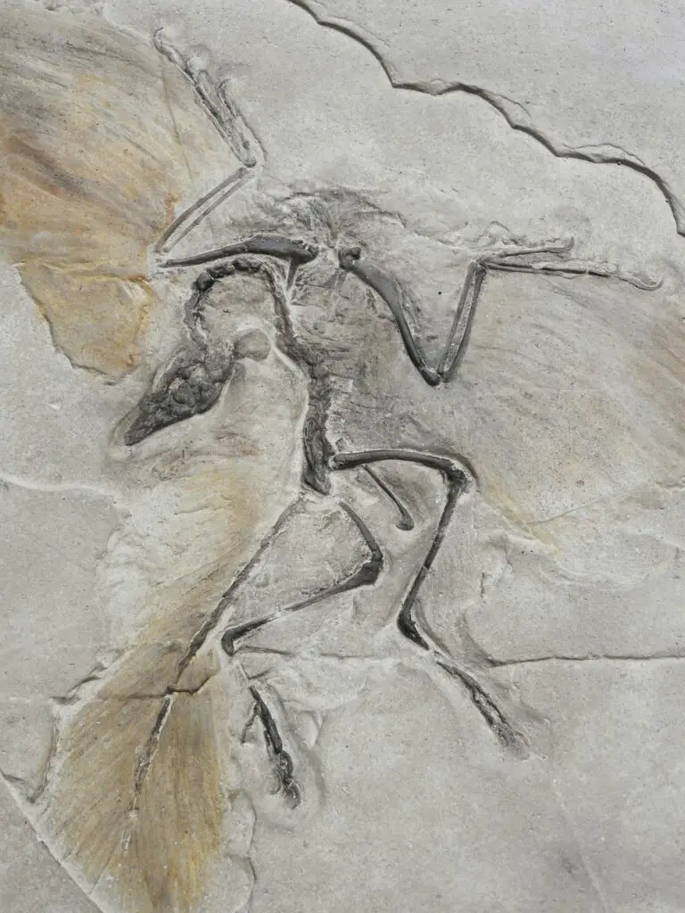 what-is-archaeopteryx-what-is-its-significance-in-evolution