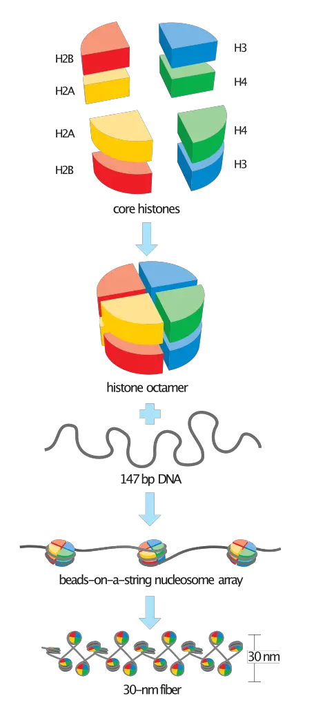 Basic units of chromatin structure