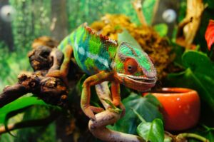 Is Chameleon a lizard? All You Must Know!