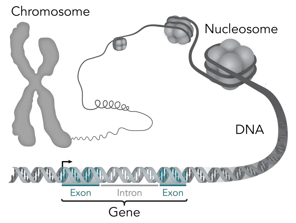 DNA→Gene→Chromosome