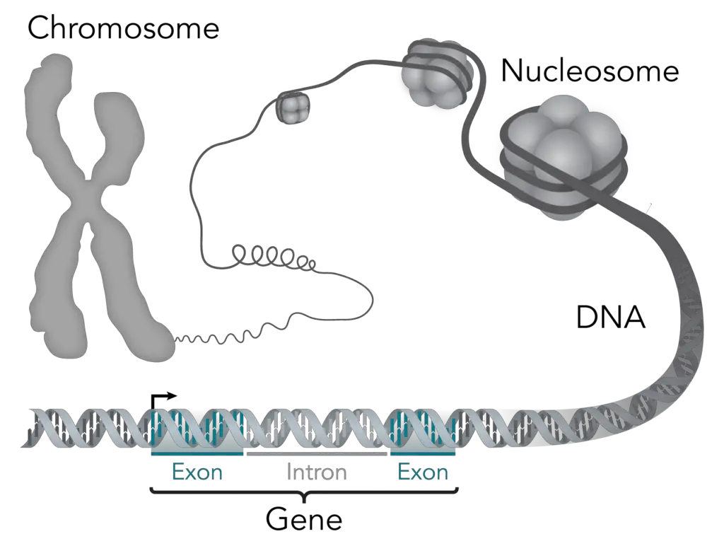 What's Bigger - DNA or Gene? - (ONLY ZOOLOGY)