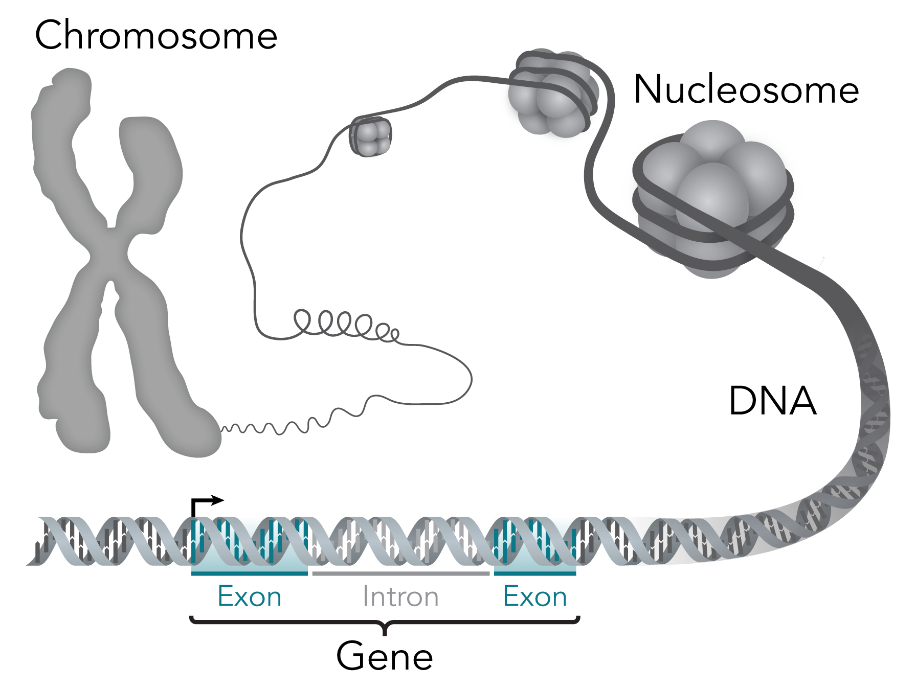 What Is Gene And Its Structure