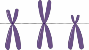 (Structure of Chromosome) – What Are Chromosomes Made of?