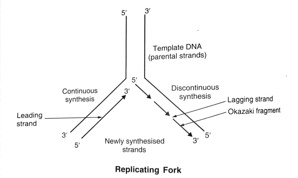 DNA Lagging and Leading Strands in the Replication Fork