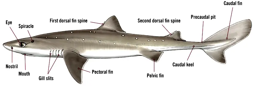 Identification of a female shark
