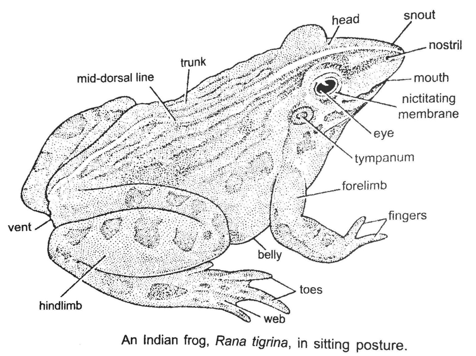 Difference between Forelimbs and Hindlimbs of Frog