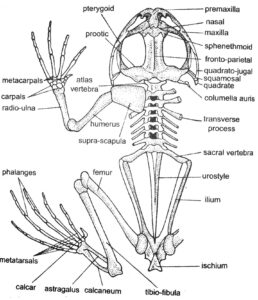 Difference between Forelimbs and Hindlimbs of Frog