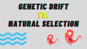 Difference between Genetic Drift and Natural Selection