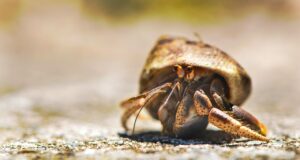 Are Hermit Crabs Nocturnal? – (All You Must Know About This)