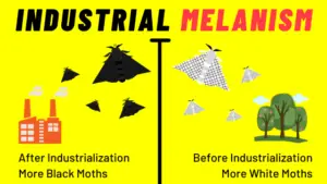 What is Industrial Melanism? (Explained in Detail)