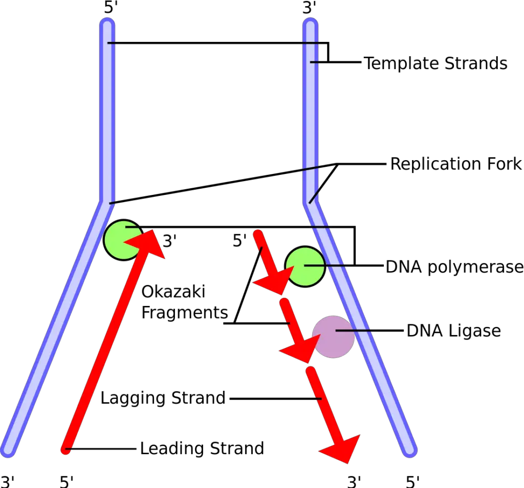 Leading Strand and Lagging Strand of DNA